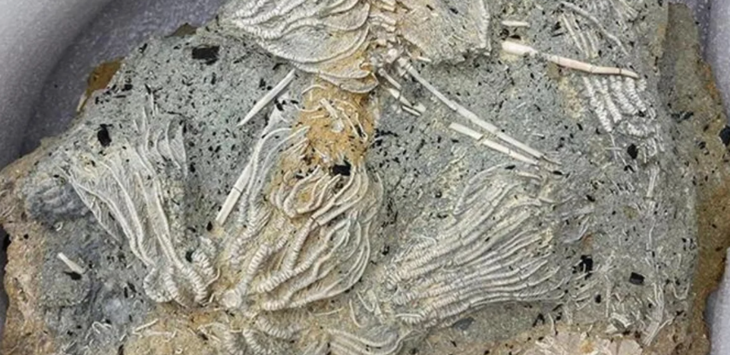 Jura Devri’nde Yaşamış Deniz Canlılarına Ait Mezarlık Keşfedildi