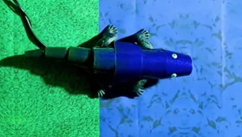 Kamufle Olabilen Robot Bukalemun Tasarlandı