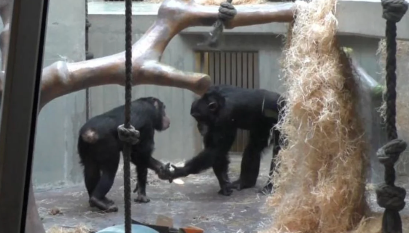 Şempanzeler ve Bonobolar Tıpkı İnsanlar Gibi Selamlaşıyor!