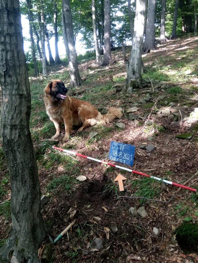 Çekya'da Gezmeye Çıkan Köpek 14. Yüzyıldan Kalma Hazineyi Buldu
