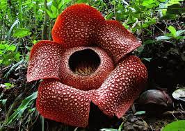 Endonezya’nın Ürküten Çiçeği  'Rafflesia Arnoldii' Kendini Gösterdi!