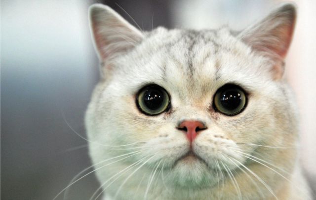 10 Yıl Önce Kaybolan Kedi Mikroçip Sayesinde Geri Döndü