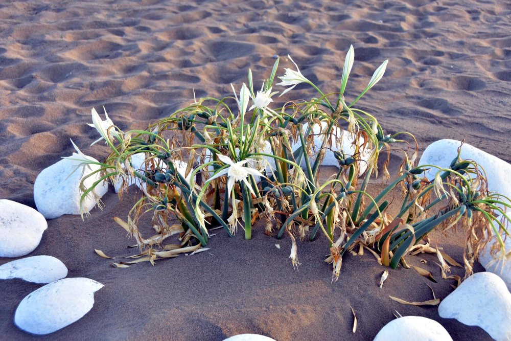 Kum Zambaklarını Koparmanın Cezası: 80 bin 465 TL!