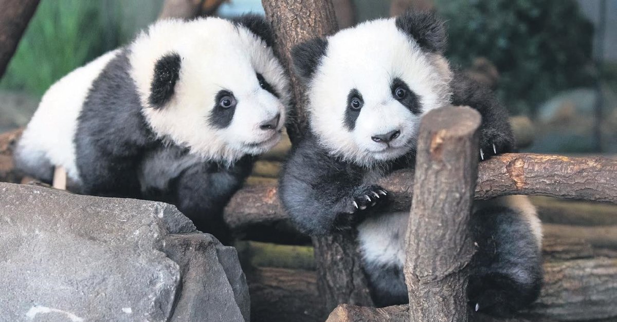 Madrid’de İkiz Panda Doğumu Görüntülendi