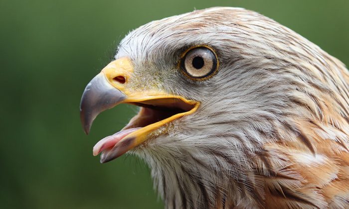 Yolunu Karıştıran Şahin Kuşu Eve Daldı: Aile Şaşkınlığa Uğradı