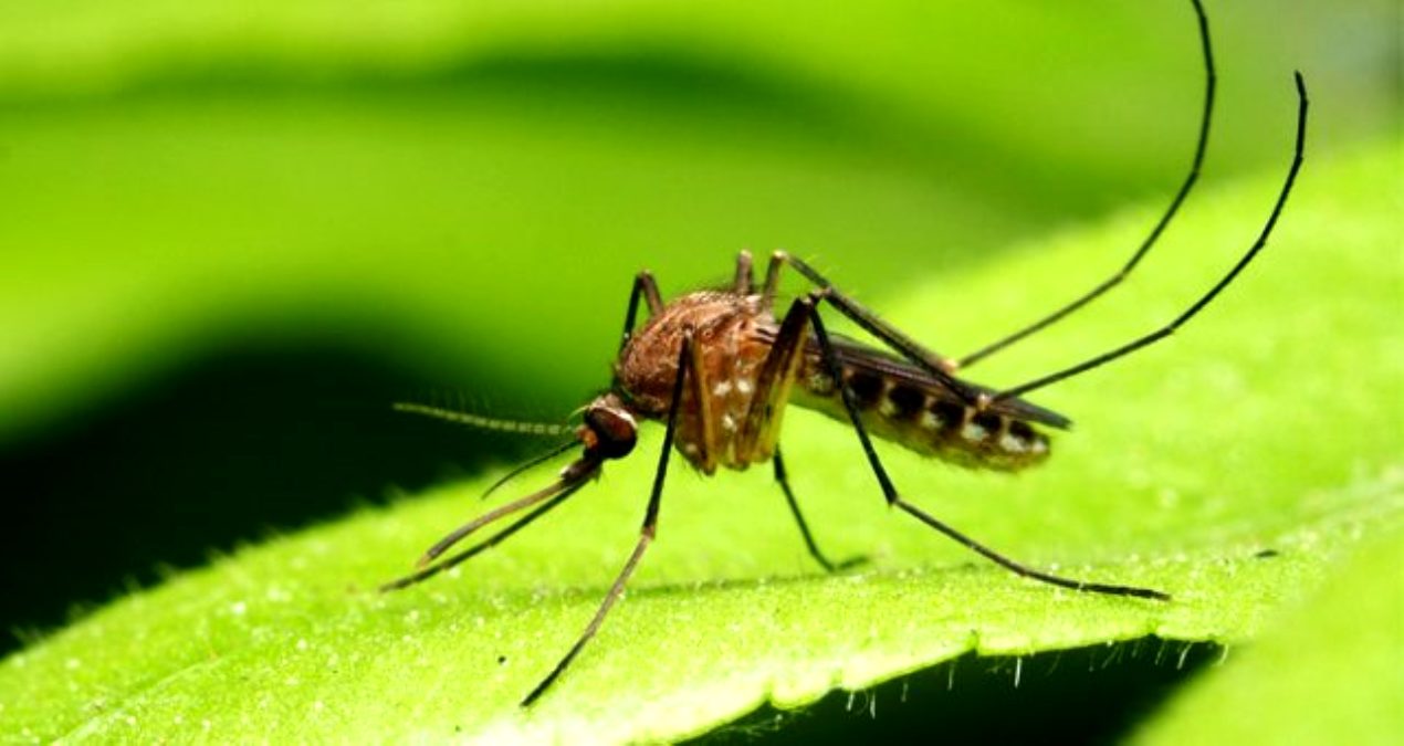 Asya Kaplan Sivrisineğinin Isırığı 3 Ölümcül Hastalığa Neden Oluyor!