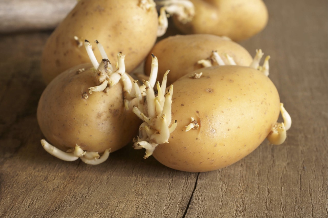 Filizlenmiş Patateslere Dikkat! Ciddi Zehirlenmelere Neden Olabilir