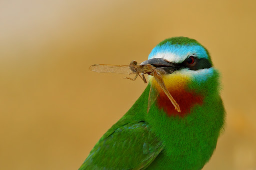 Hatay’da 31 Yıl Sonra İlk Kez Yeşil Arı Kuşu Görüldü