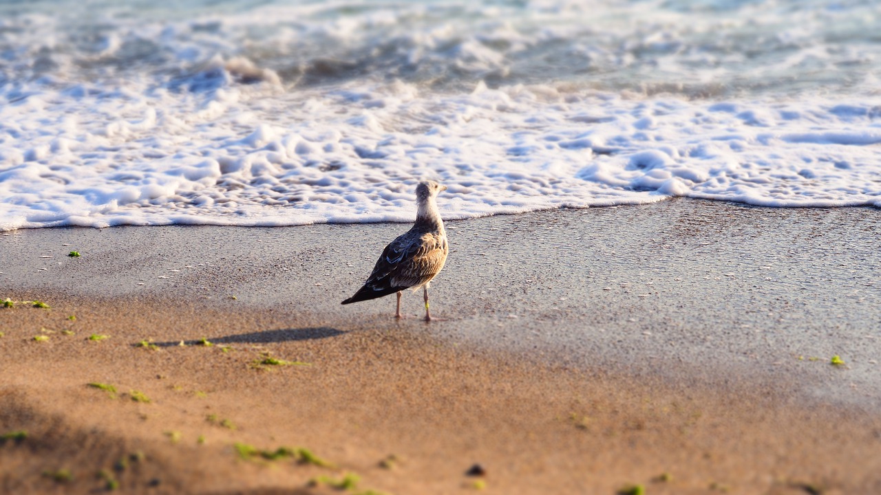 İklim Krizi Albatroslar Arasında Boşanma Oranlarını Artırdı