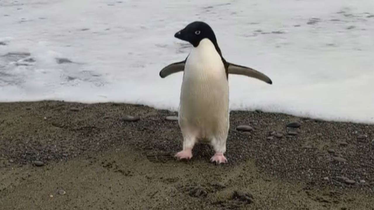 Kayıp Antartika Pengueni, Yaşadığı Kıtadan Kilometrelerce Uzakta Bulundu