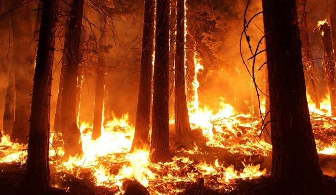 2020 Yangınları 17 Milyon Hayvanın Ölümüne Neden Oldu