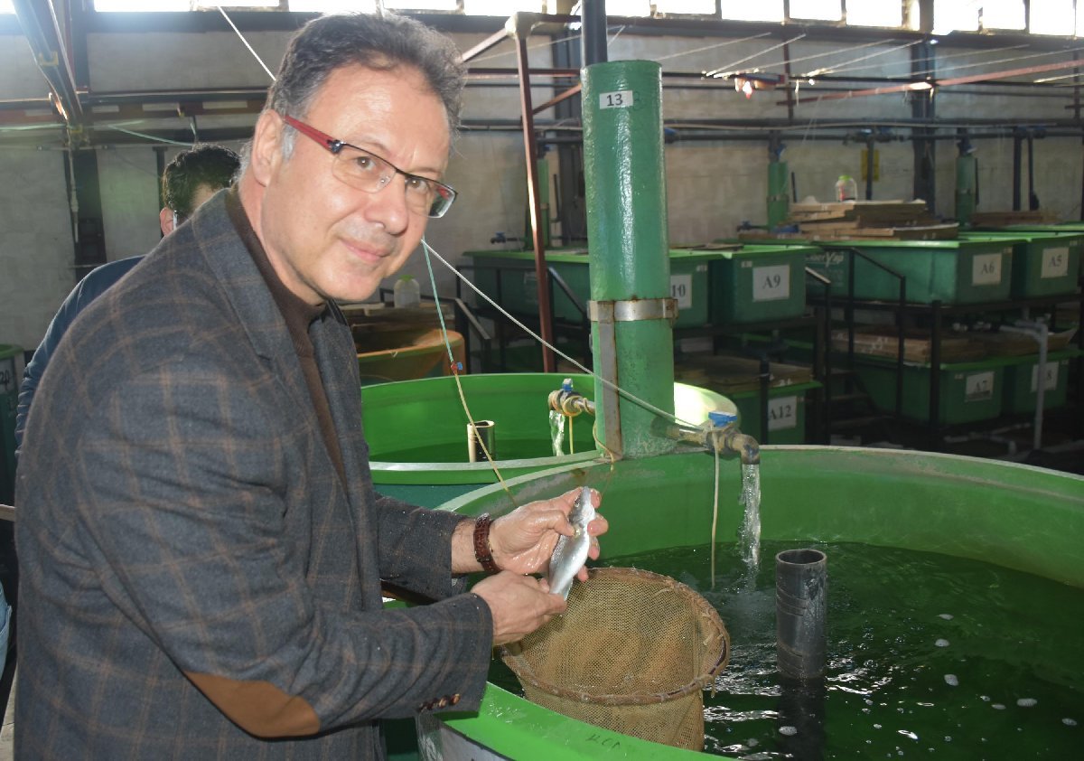 Çiftliklerde Yetiştirilen Levrek Balığında Ölümcül Bir Hastalık Saptandı