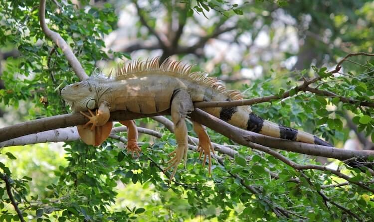 ABD Yetkililerinden Uyarı ‘Ağaçtan İguana Düşebilir’
