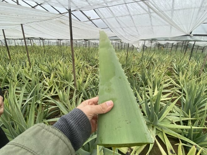 Aloe Vera Bitkisi Yetiştirerek Yılda 20 Milyon Kazanacak