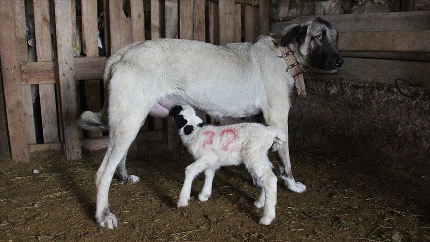 Kuzu Emziren Kangal Görenleri Hayrete Düşürdü