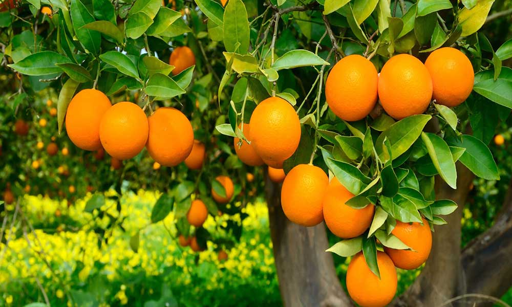 Lezzetli Finike Portakalı Yok Olma Tehlikesiyle Karşı Karşıya