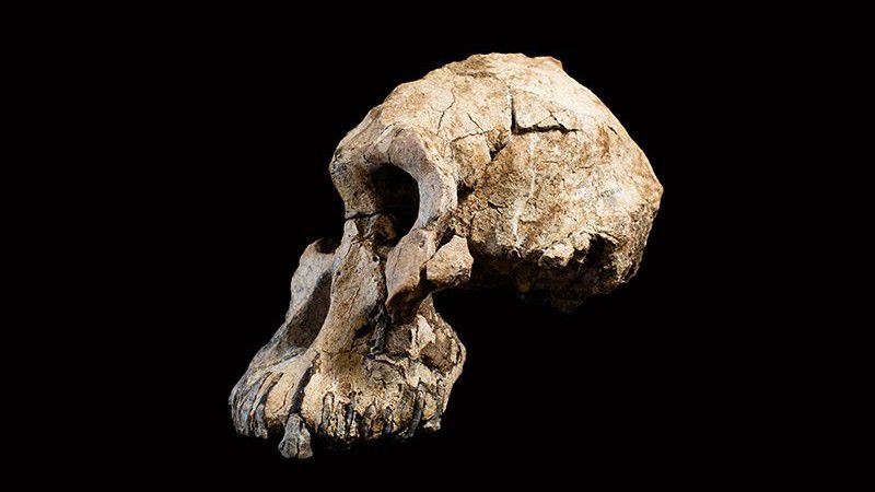 Modern İnsana Ait En Eski Fosil Bilinenden Binlerce Yıl Daha Eski!