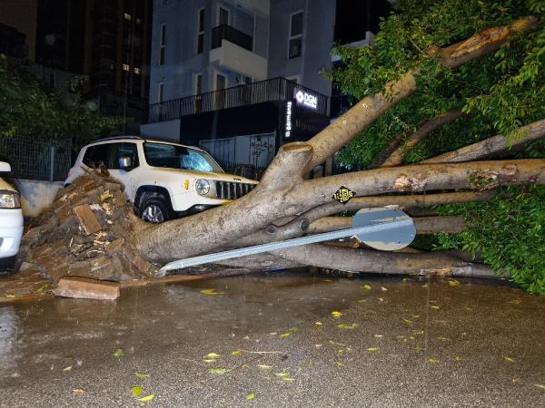 Adana’da Yaşanan Fırtına 15 Metrelik Ağacı Devirdi