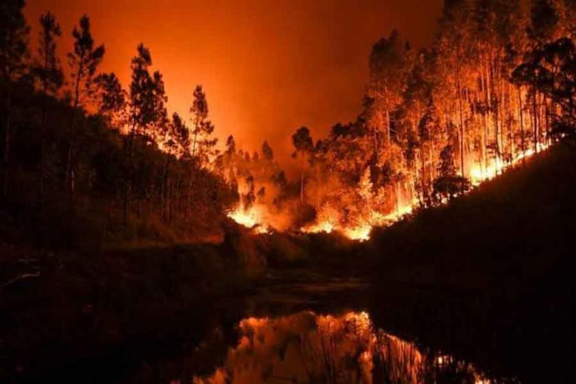 Orman Yangını Devam Ediyor: 392 Hektarlık Alan Kül Oldu