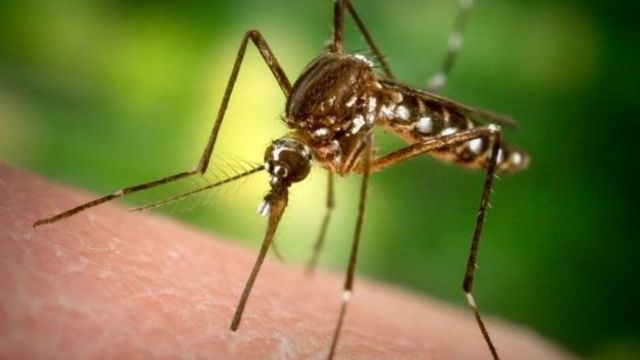 Araştırma: Sivrisinekler Bu Renklere Geliyor!