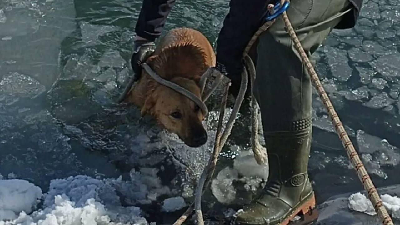 Bursa’da Göle Düşen Köpek Donmaktan Son Anda Kurtarıldı