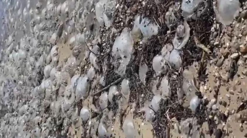Yüzlerce Denizanası Akıntıyla Kıyılara Vurdu