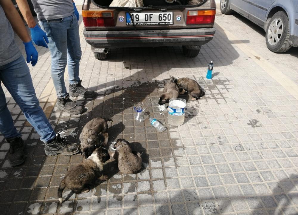Bagajda Kalan Yavru Köpekler 27 Saat Sonra Kurtarıldı