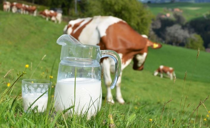 Çiğ Sütün Faydaları ve Zararları Nelerdir? Ne Kadar Kaynatılmalı?