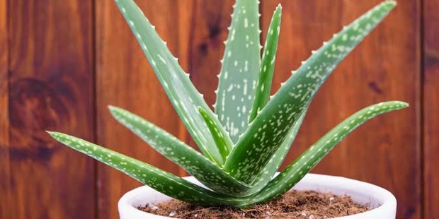 Mucize Bitki Aloe Vera Hakkında Bilmeniz Gerekenler