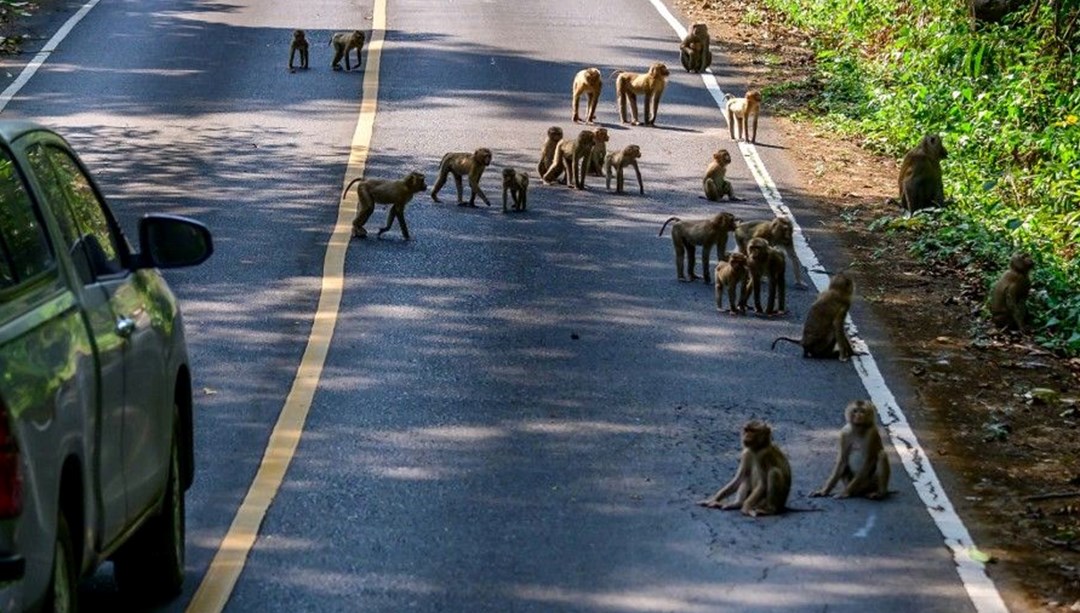 Maymun Saldırısı Devam Ediyor! 58 Kişi Yaralandı