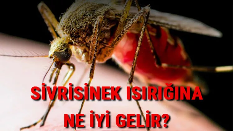 Sivrisinek ısırığına ne iyi gelir? Kaşıntısı nasıl geçer?