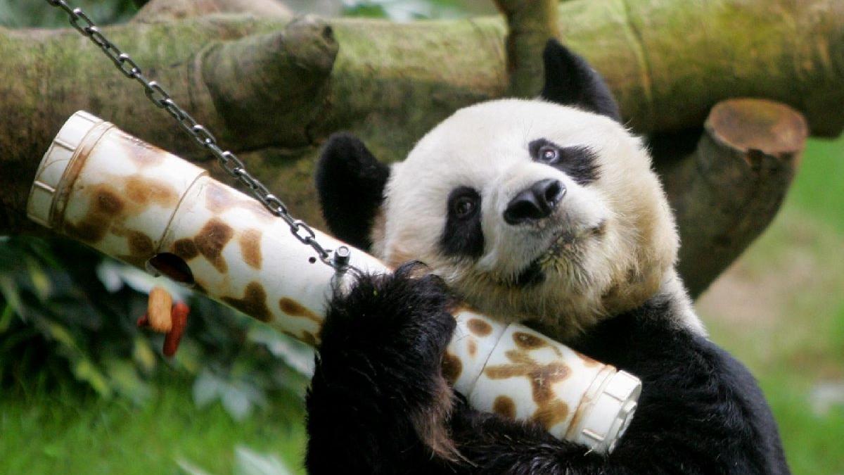 Dünya’nın En Yaşlı Pandası ‘An An’ Hayatını Kaybetti