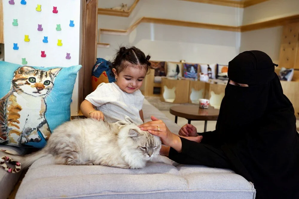 Kediler İçin Güzel haber...Suudi Arabistan'da sadece kediler için 5 yıldızlı otel açıldı: Hizmette sınır yok