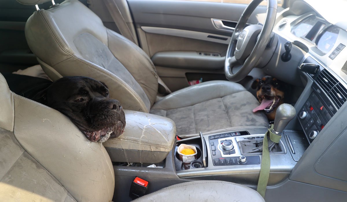Sıcak Havada Arabada Bırakılan Köpeklerden Biri Hayatını Kaybetti