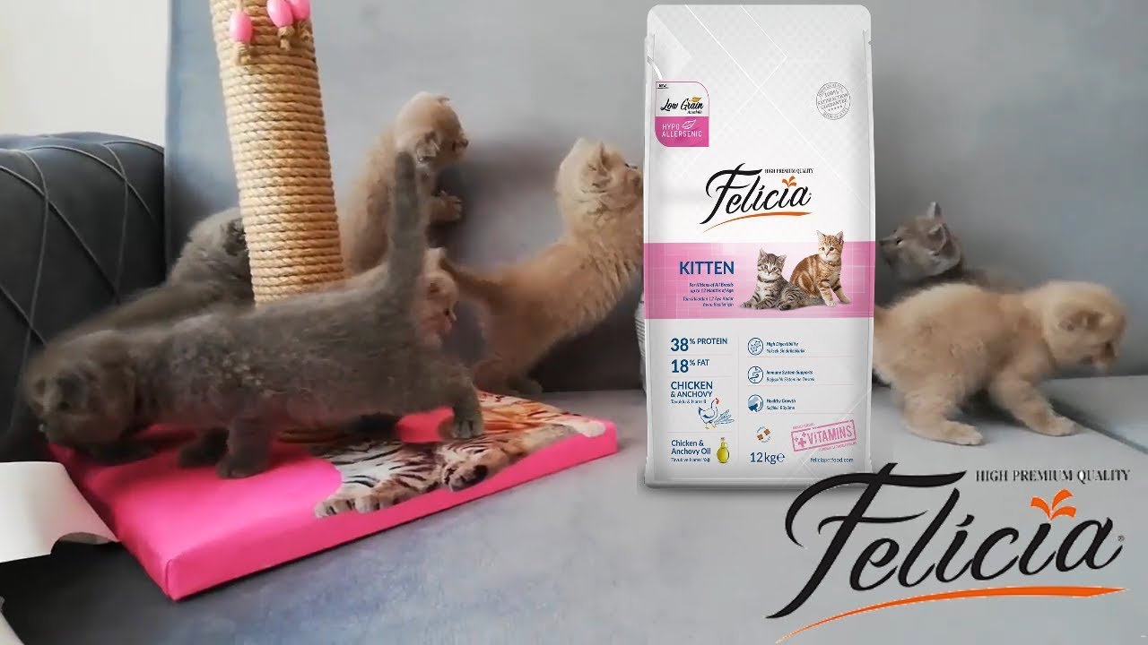 Felicia Kedi Maması Hakkında İnceleme!