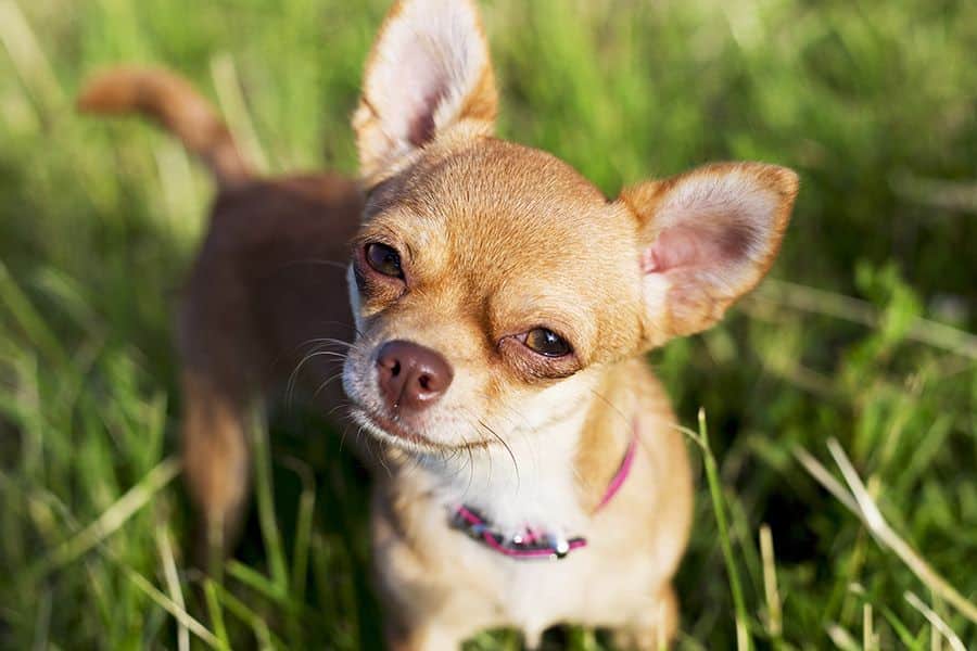 Chihuahua Köpekler Hakkında Her Şey!