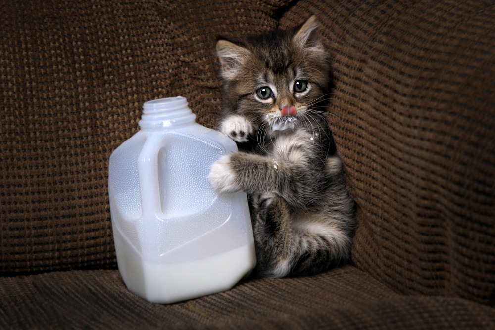 Süt Kedilere Zararlı Mı?