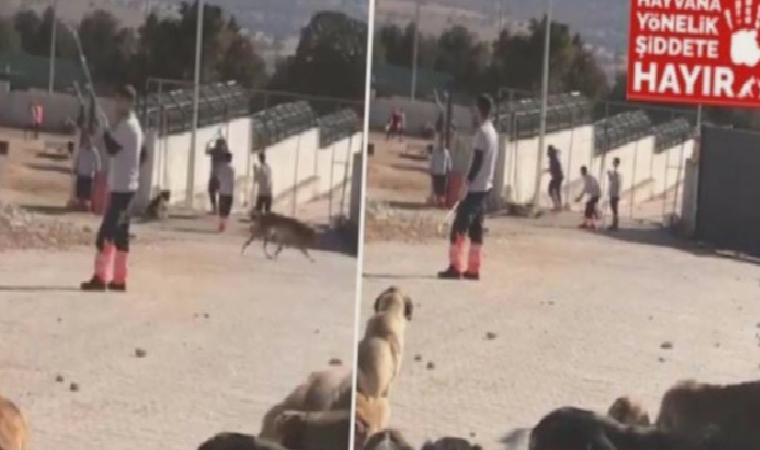 Konya'daki Köpek Katliamı Haberlerine Erişim Engeli Getirildi!