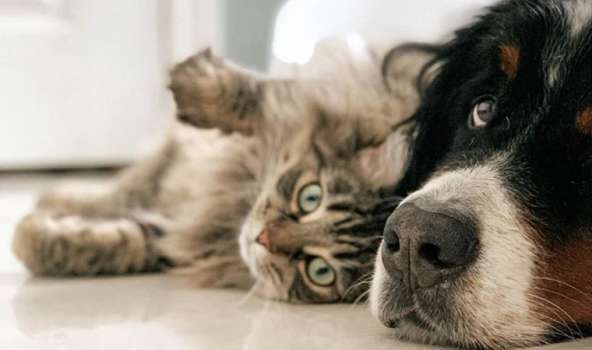 Evcil Hayvanınızın Size Ne Söylediğini Bilmek İster Miydiniz?