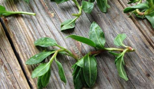 Madımak Otu Nedir? Madımak Otunun Faydaları Nelerdir?