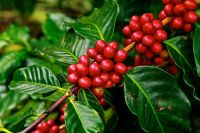 Kahve Ağacı Nasıl Yetiştirilir?