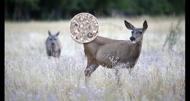 Bilim İnsanlarından Felaket Uyarısı: Zombi Geyik Hastalığı Geliyor!