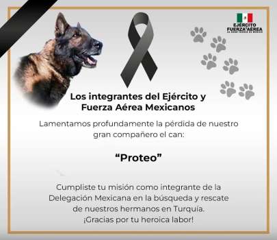 Meksika'dan Gelen Arama-Kurtarma Köpeği 'Proteo' Hayatını Kaybetti!