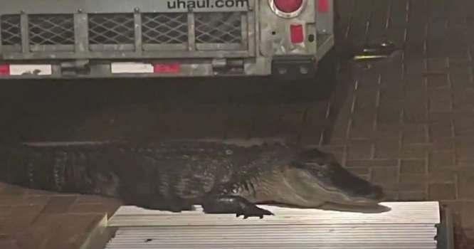 ABD'de "Kapıyı Çalan Bir Timsah", Ev Sahibini Isırdı