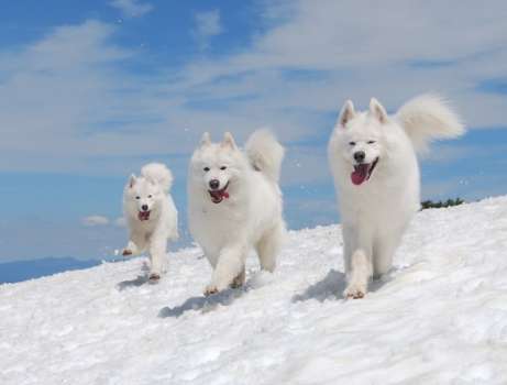 Samoyed Köpek Özellikleri ve Fiyatı