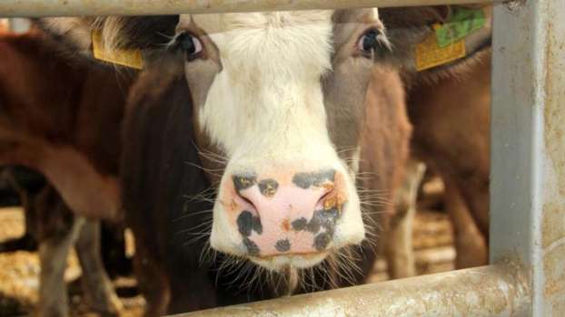 Şap Hastalığı Nedir? Bulaşıcı Mıdır? Nasıl Anlaşılır?