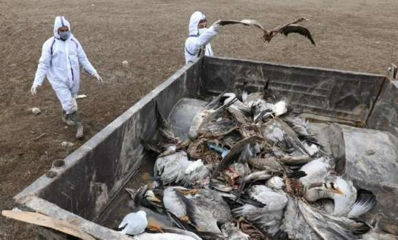 Belçika'da Kuş Gribi Alarmı 400 Martı Öldü