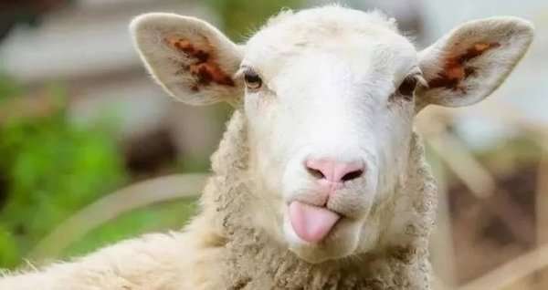 2023 Kurban Bayramı Ne Zaman? Kurban Bayramı Tatili Kaç Gün?