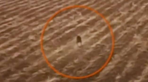 Gizemli Yaratık Hayvanların Gözlerini Oyarak Öldürüyor