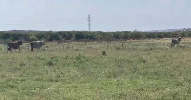 İstanbul Avcılar'da Kurbanlık 7 Tosun Sahibinin Yanından Kaçtı